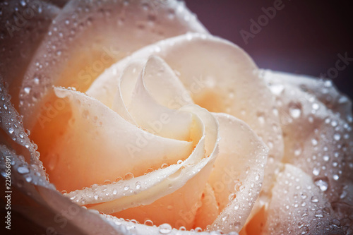 raindrops close up on white rose bud 