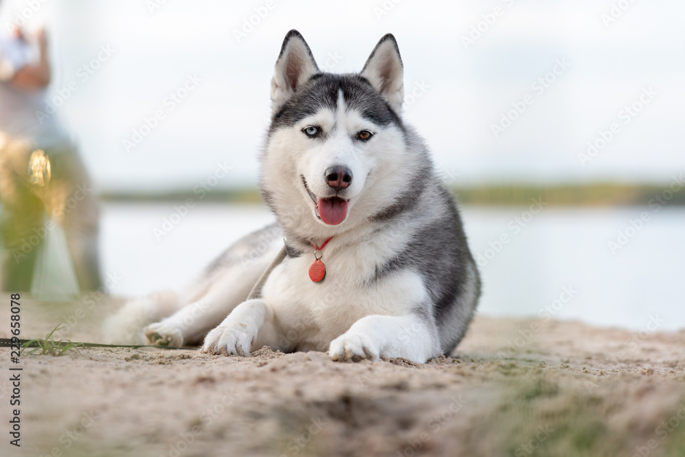 Happy beautiful husky by the lake. Happy beautiful husky by the lake.