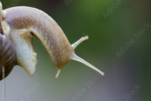 Garden snail portrait
