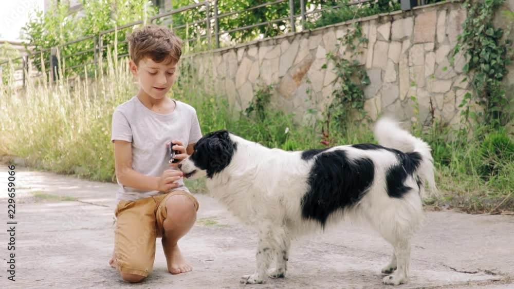 Slow motion happy boy, crouching, feeds two yard dogs in family hotel, and smiles for joy. Dogs fit in a child and take food from their hands. Pets rejoice boy in the background of green vegetation Slow motion happy boy, crouching, feeds two yard dogs in family hotel, and smiles for joy. Dogs fit in a child and take food from their hands. Pets rejoice boy in the background of green vegetation