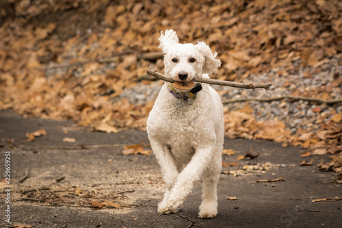 dog in the park