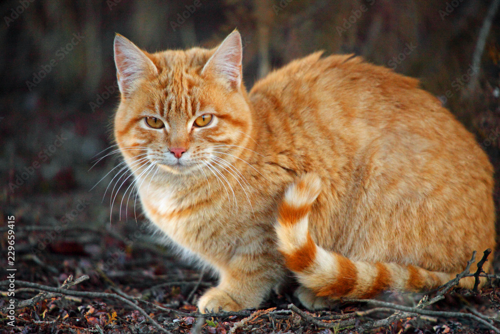 Best orange cat with black stripes 2025