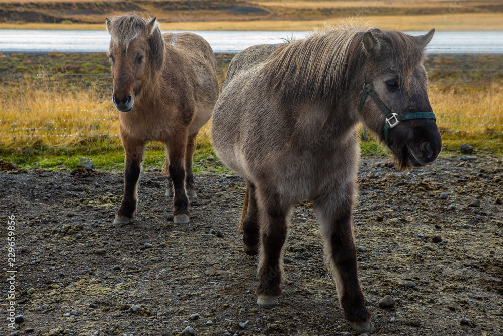 Fototapeta premium Icelandic Horses
