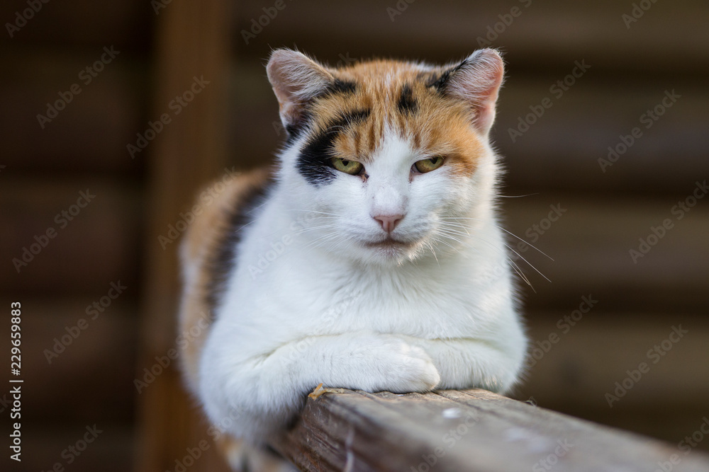 calico cat portrait