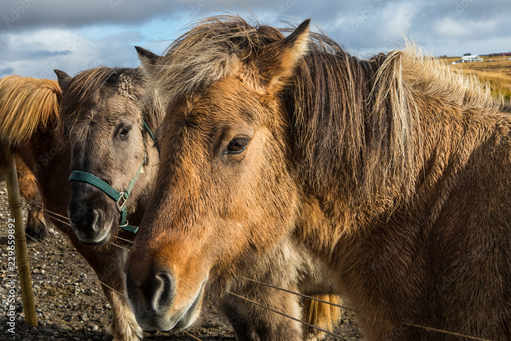 Fototapeta premium Icelandic Horses