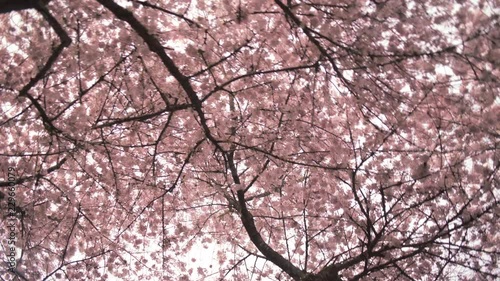 Close up of Spring Cherry blossom flowers