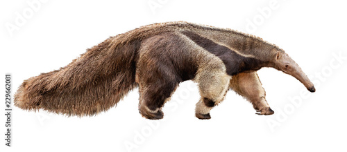 Anteater Facing Side Extracted photo