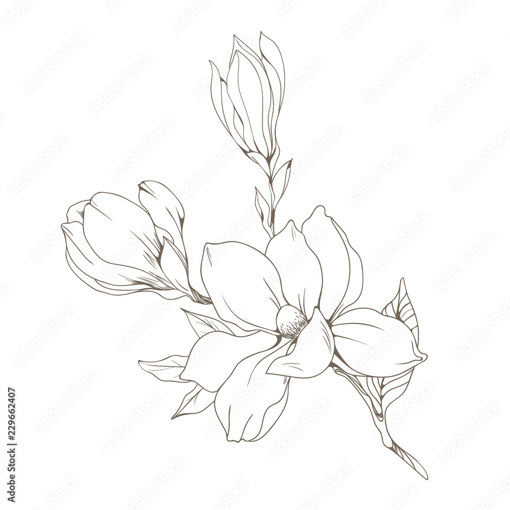 Naklejka premium Magnolia flowers and buds on white. Vector illustration