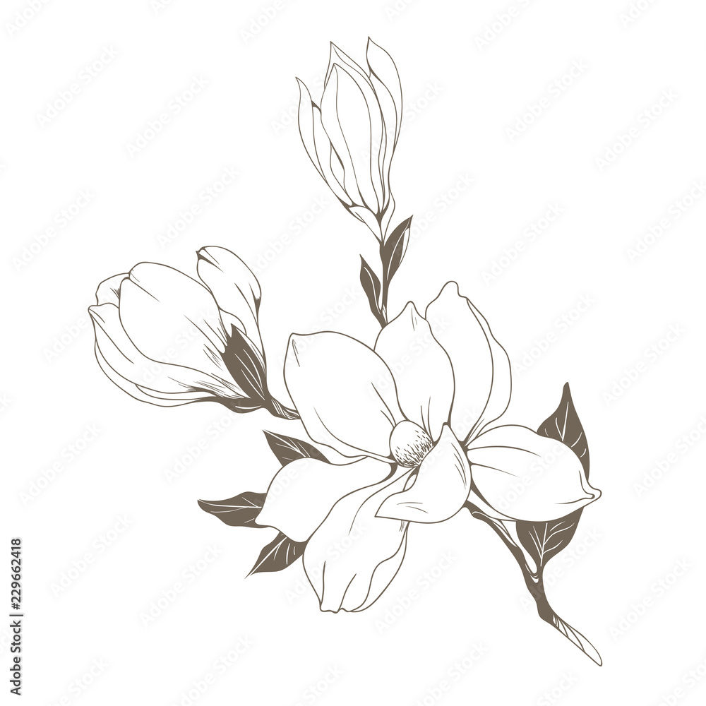 Fototapeta premium Magnolia flowers and buds on white. Vector illustration
