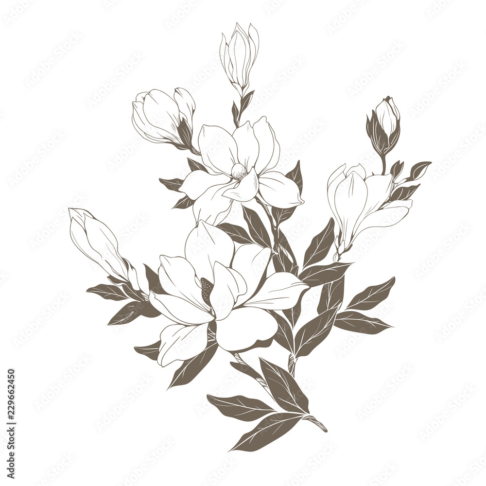 Naklejka premium Magnolia flowers and buds on white. Vector illustration