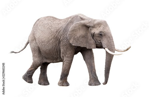 Elephant Walking Side Extracted