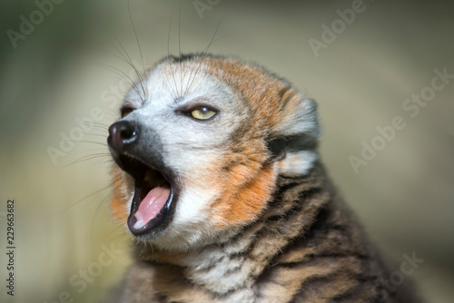 Portrait of yawning crowned lemur