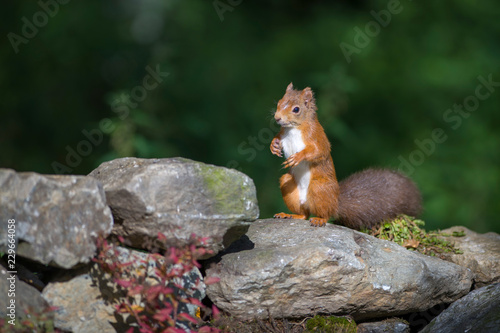 Red squirrel standing on hind legs photo