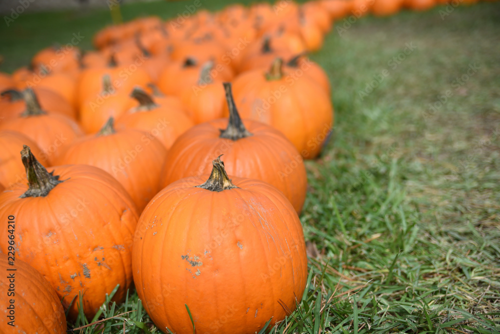 Harvested pumpkins in field in a row for fall farmer market