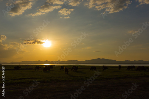 silhouette of group buffalos on the Meadow at sunset
