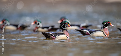Photography Wood Ducks
