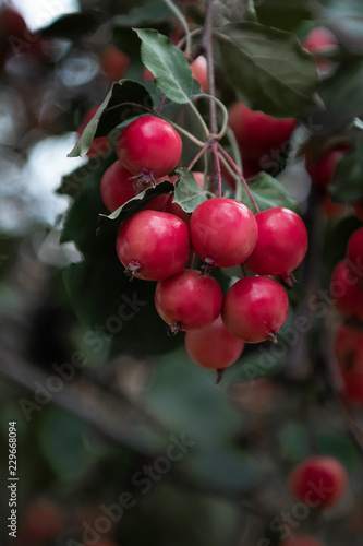 Red sweet small apples in the garden