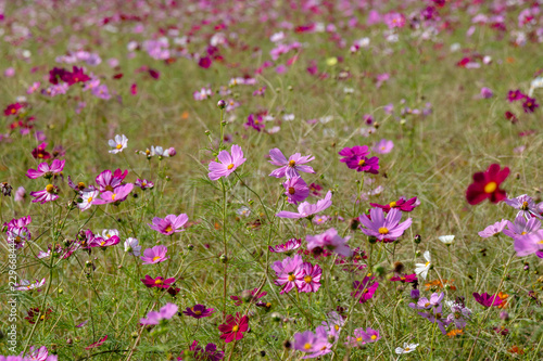 Cosmos flowers / shooting place is Kazo city Saitama prefecture, Japan
