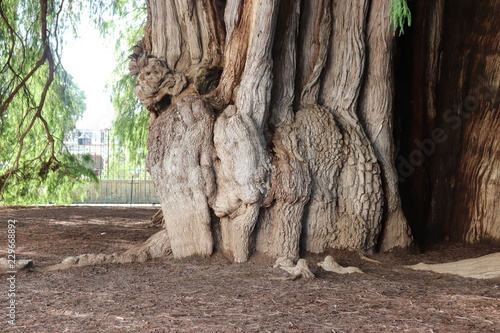 Foto ELEFANTE, ARBOL, EL TULE.