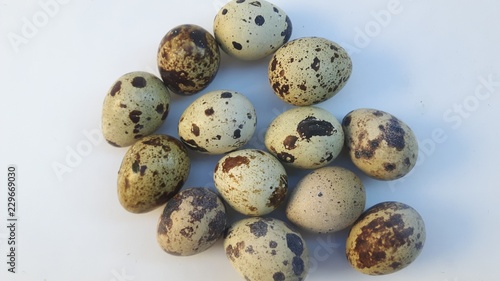 oeufs de caille sur fond blanc