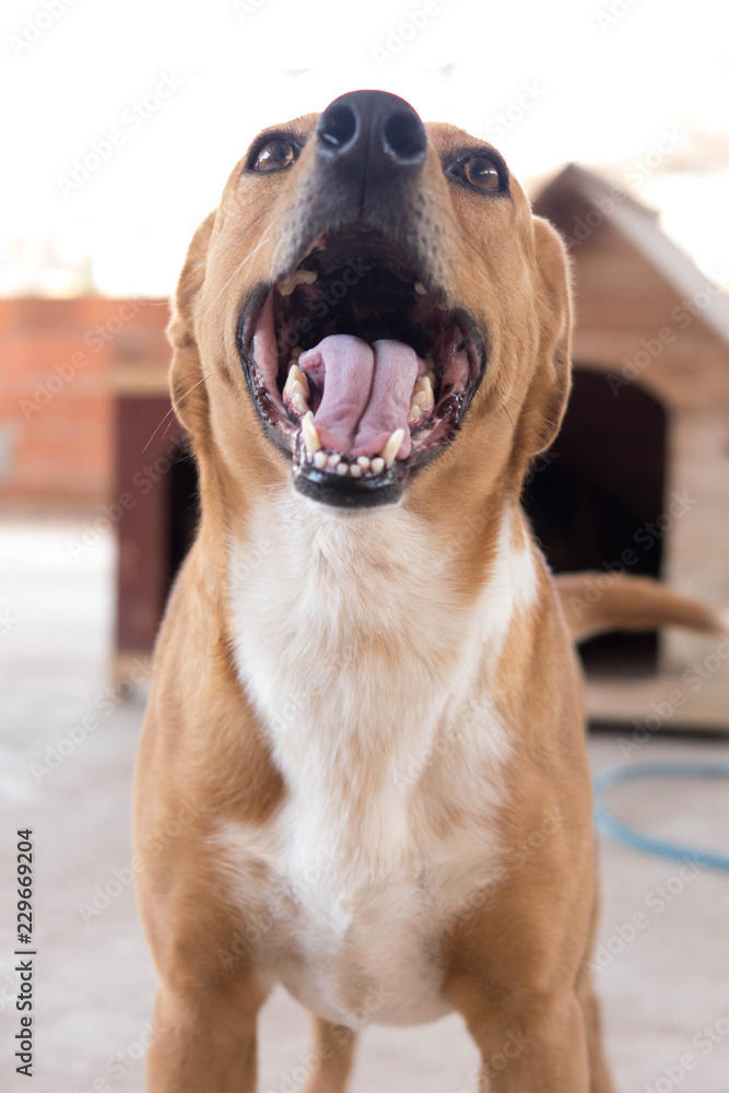happy adult white and yellow puppy portrait happy adult white and yellow puppy portrait