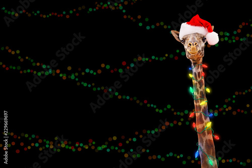 Fototapeta Naklejka Na Ścianę i Meble -  Zoo Giraffe Wearing Christmas Lights