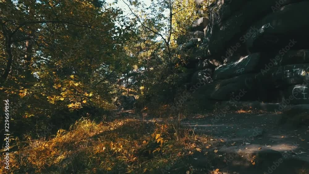 Path in autumn forest Path in autumn forest