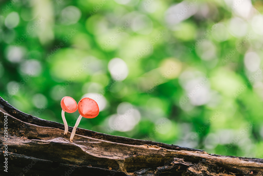 Orange mushroom or Champagne mushroom in rain forest, Thailand. Orange mushroom or Champagne mushroom in rain forest, Thailand.