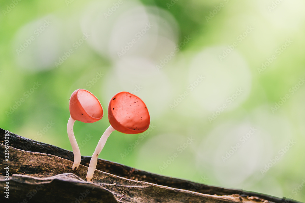 Orange mushroom or Champagne mushroom in rain forest, Thailand. Orange mushroom or Champagne mushroom in rain forest, Thailand.