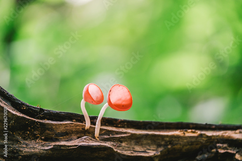 Orange mushroom or Champagne mushroom in rain forest, Thailand.