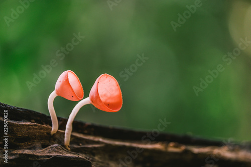 Orange mushroom or Champagne mushroom in rain forest, Thailand.