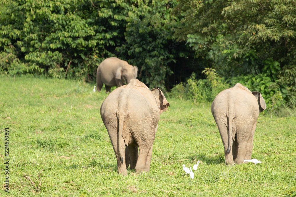 Many elephants is eating in grassland , Kui buri nationl park and walking protect baby elephants from dangerous