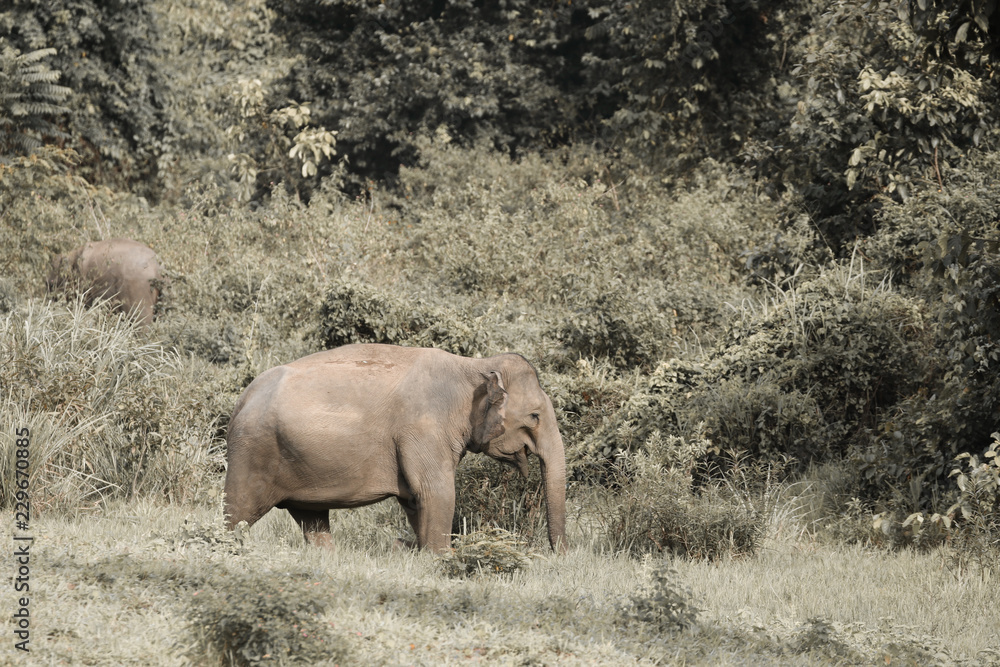 Many elephants is eating in grassland , Kui buri nationl park and walking protect baby elephants from dangerous