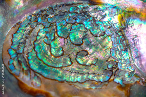 Macro detail of abalone iridescent texture