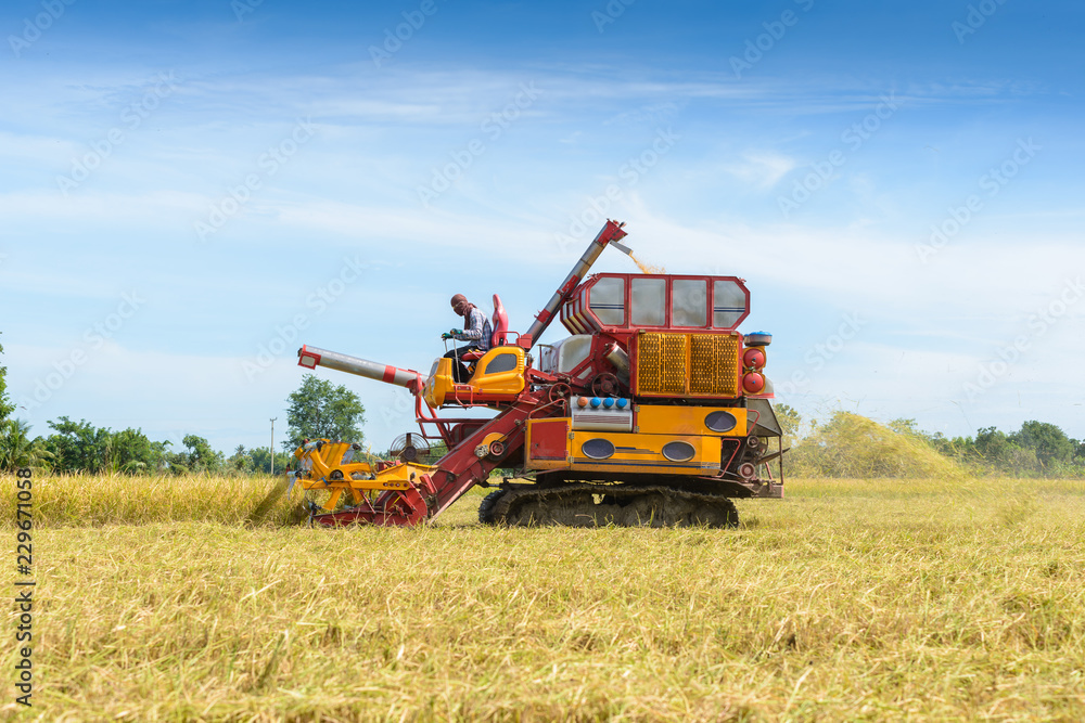 Combine harvester Working on rice field. Harvesting is the process of gathering a ripe crop