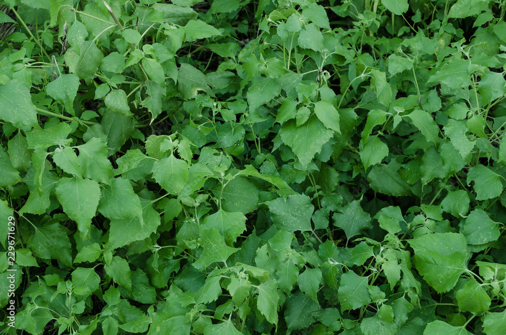 Green leaves, pattern of green leaves, natural background with leaves. Green leaves, pattern of green leaves, natural background with leaves.