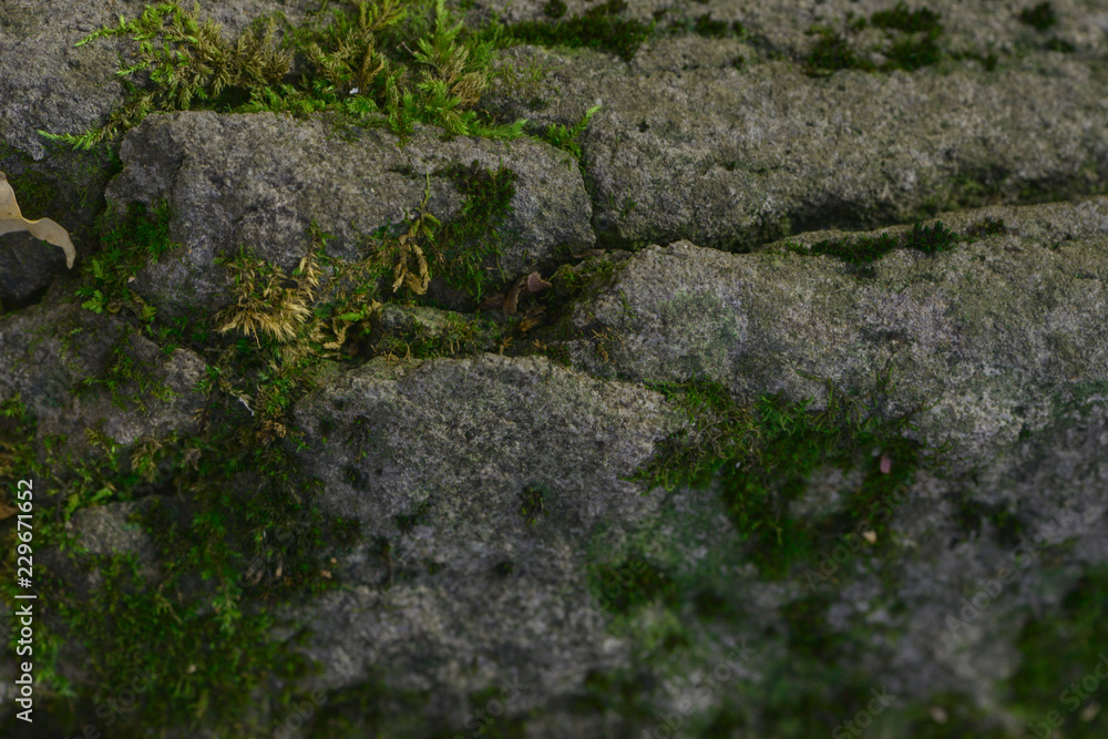 Moss growing on a rock