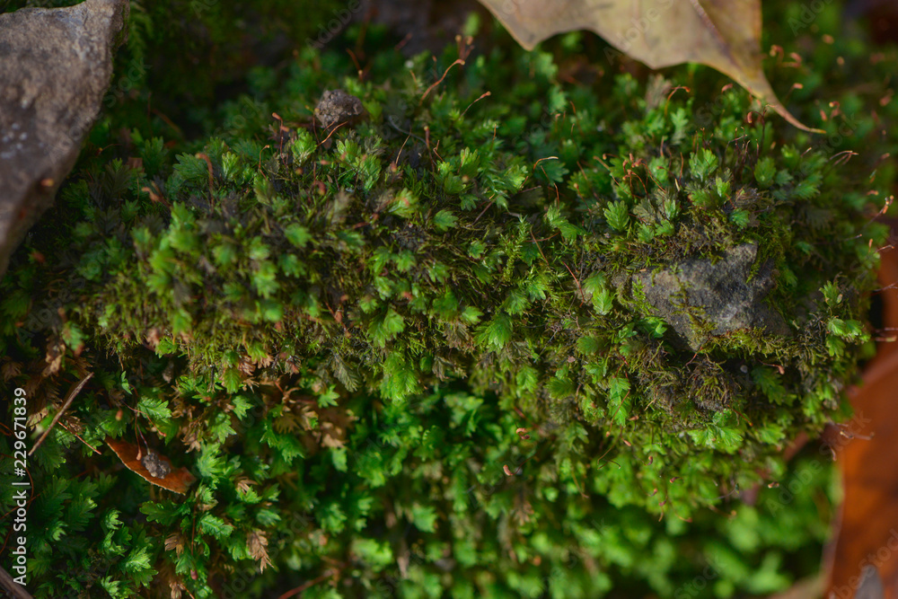Moss Moss