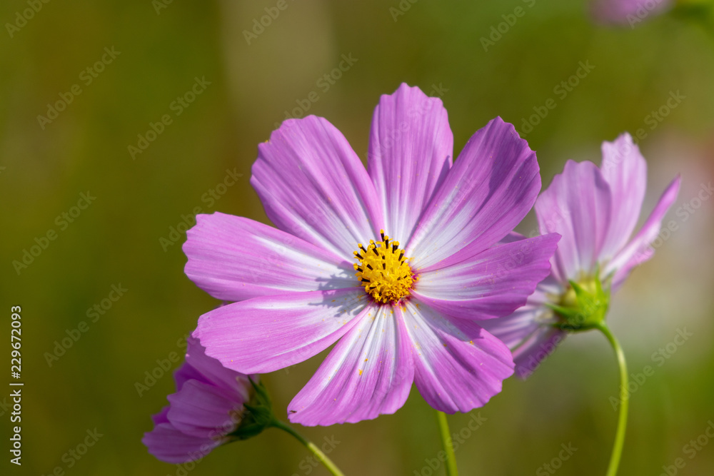 Cosmos flowers / shooting place is Kazo city Saitama prefecture, Japan Cosmos flowers / shooting place is Kazo city Saitama prefecture, Japan