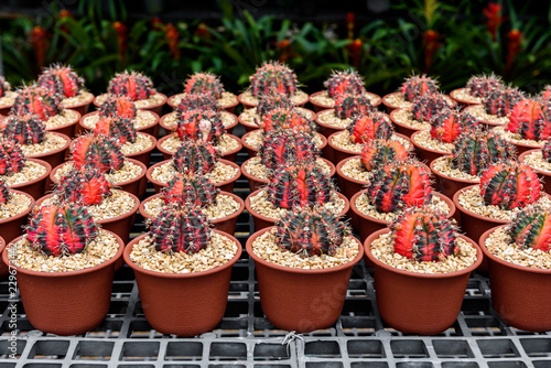 beautiful little cactus colorful fancy