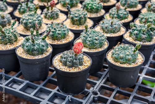 beautiful red flower of cactus