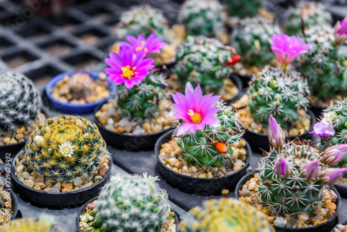 beautiful pink flower of cactus
