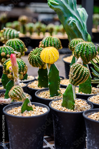 beautiful little cactus colorful fancy
