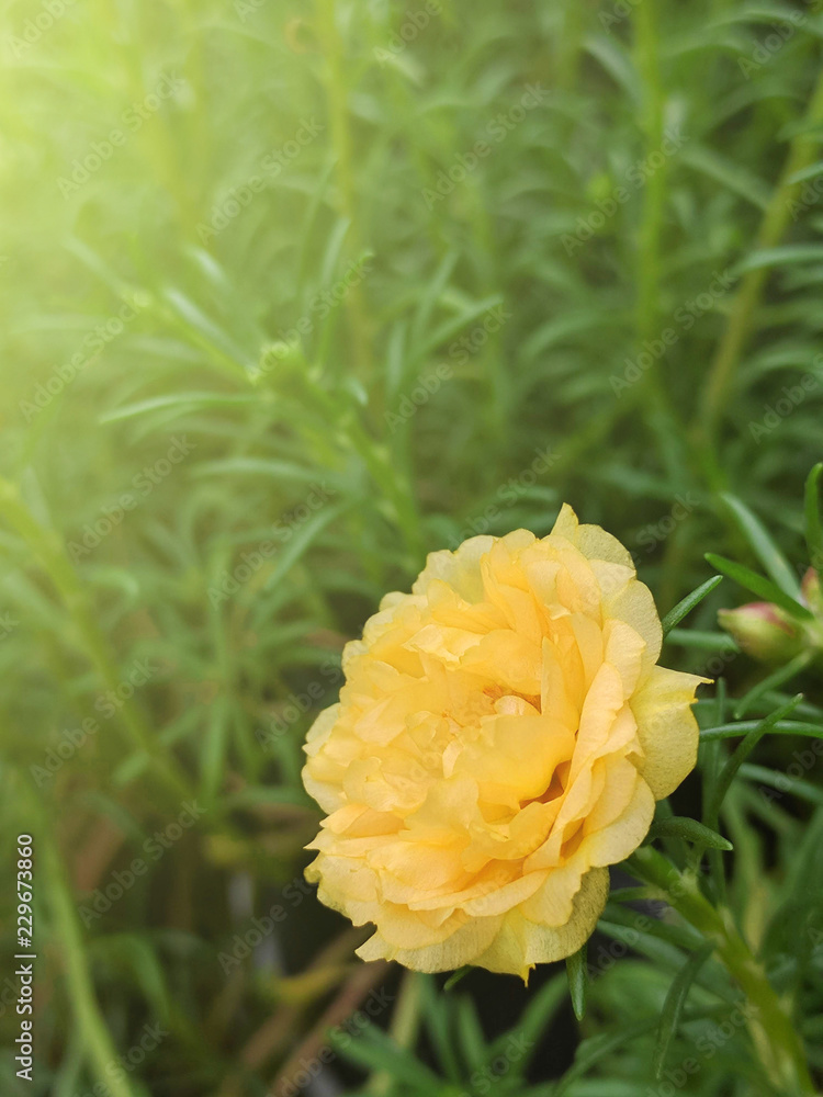 beautiful yellow flower beautiful yellow flower