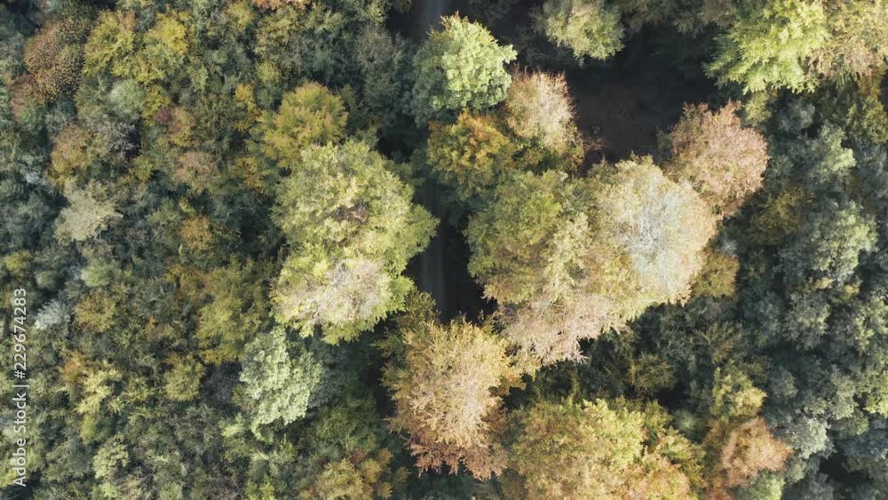 Aerial view of a road in the middle of the forest, slow pan Aerial view of a road in the middle of the forest, slow pan