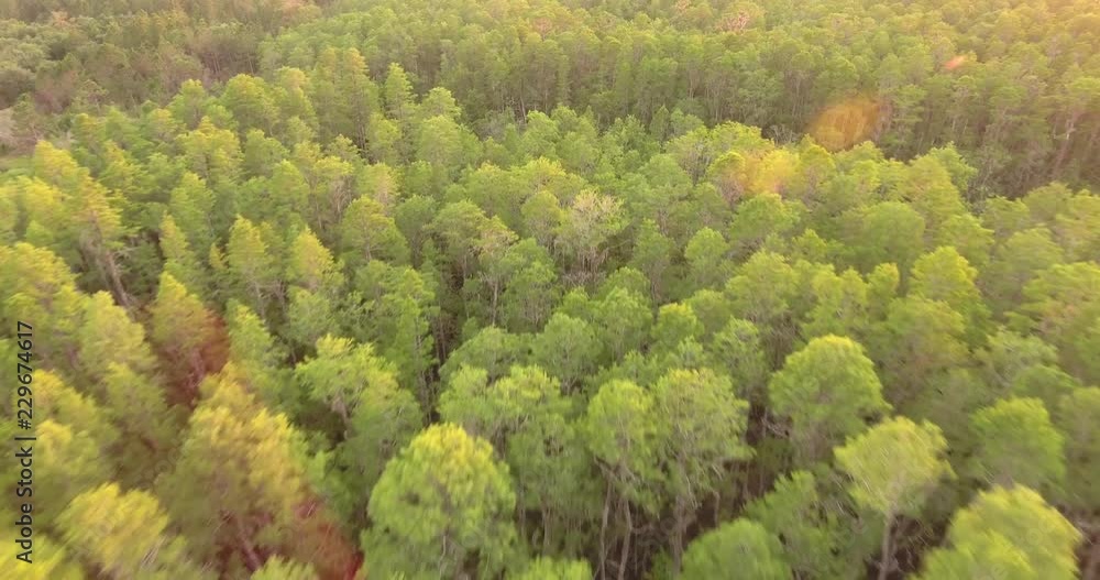 Camera falling into a pine forest Camera falling into a pine forest
