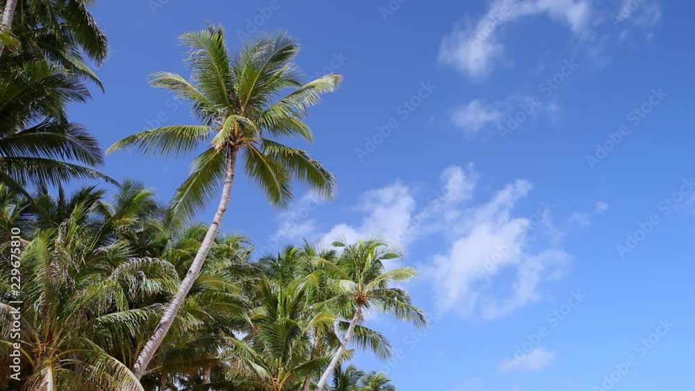 Palm trees on blue sky background Palm trees on blue sky background
