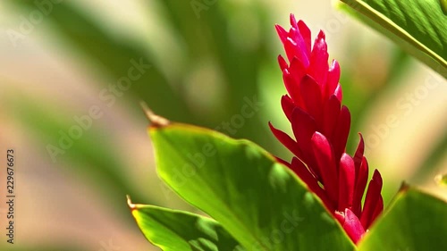 Extreme close up shot of a Red Shell Ginger flower