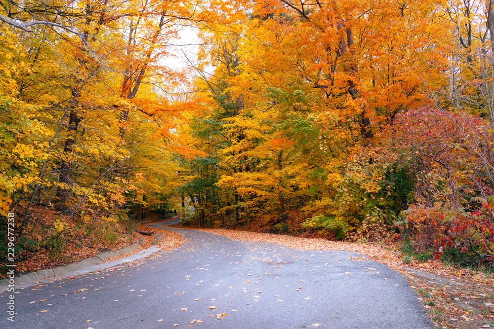 Winding autumn road