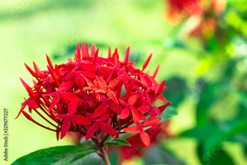 Red spike flower  spike flower